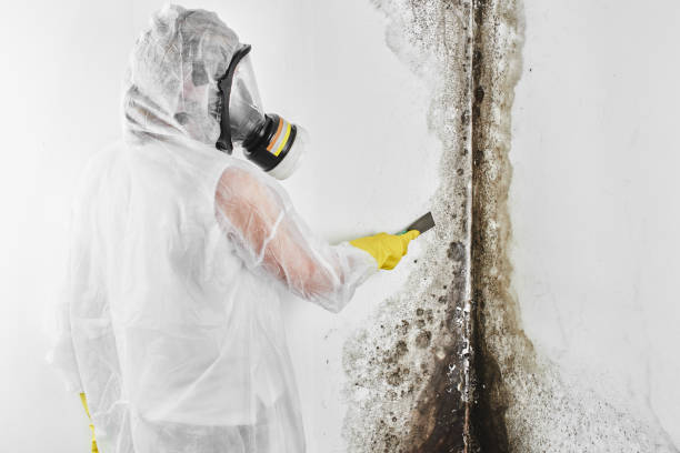 Best Home Mold Removal  in Portales, NM