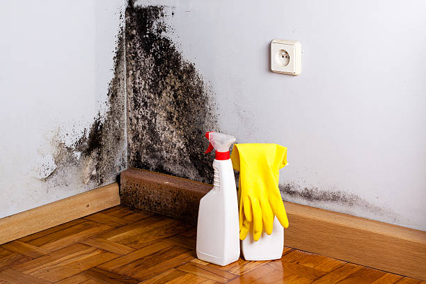 Trusted Portales, NM Mold Removal Experts