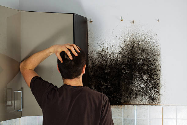 Best Mold Cleaning Services  in Portales, NM